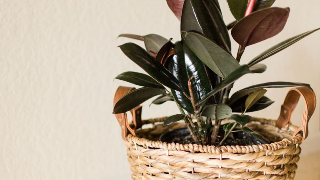 Rubber Plant (Ficus elastica)