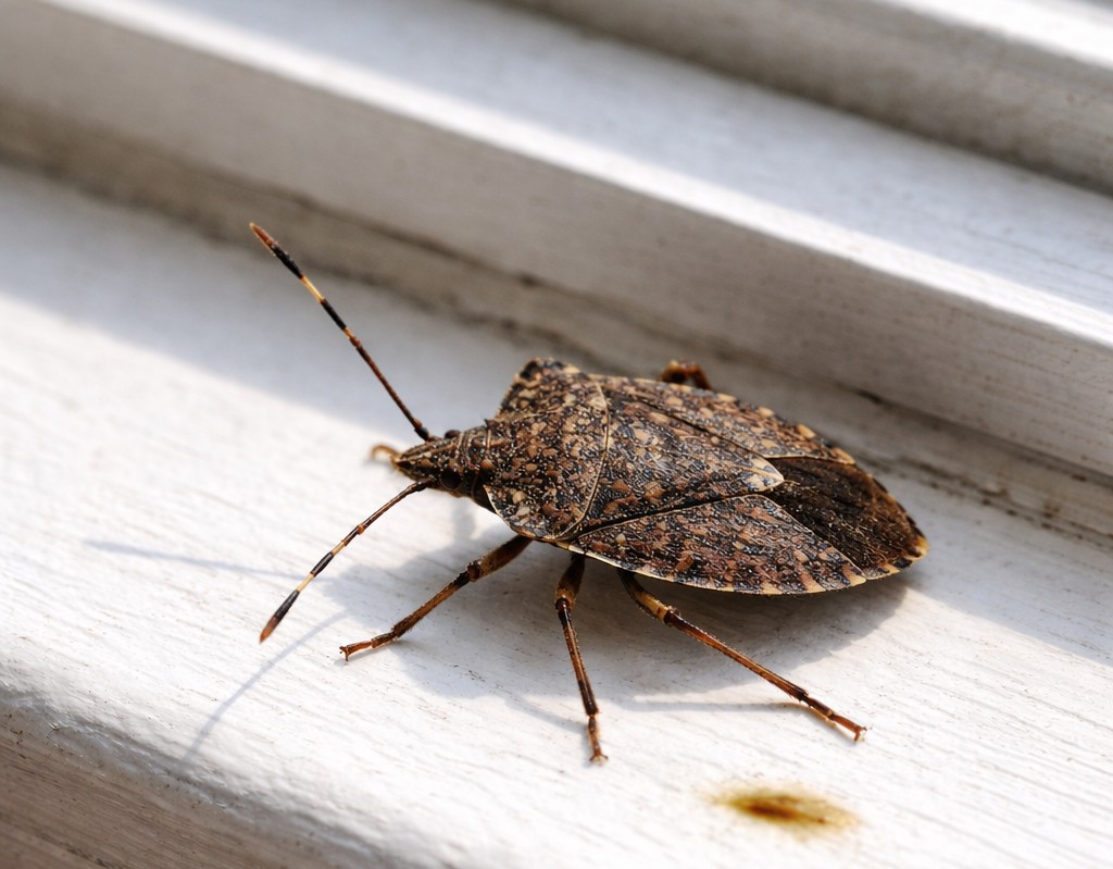 Seasonal Pest Controls
