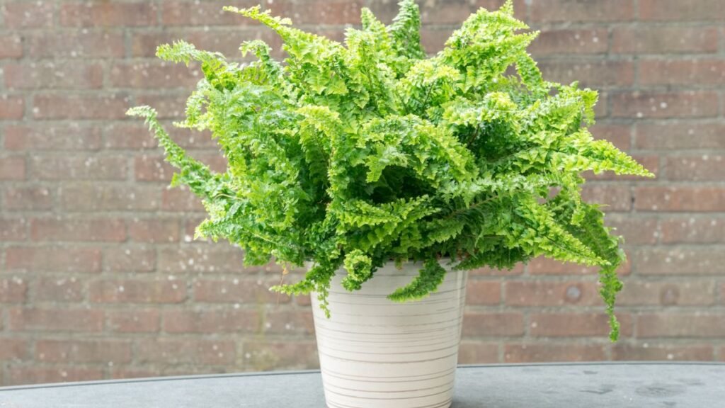 Shade-Loving Container Plants