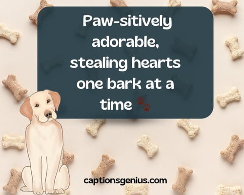 Short Dog Captions For Instagram - Paw-sitively adorable, stealing hearts one bark at a time.
