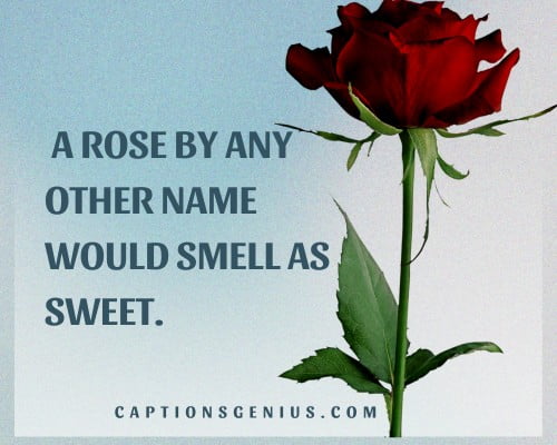 Short Rose Captions For Instagram - A rose by any other name would smell as sweet.