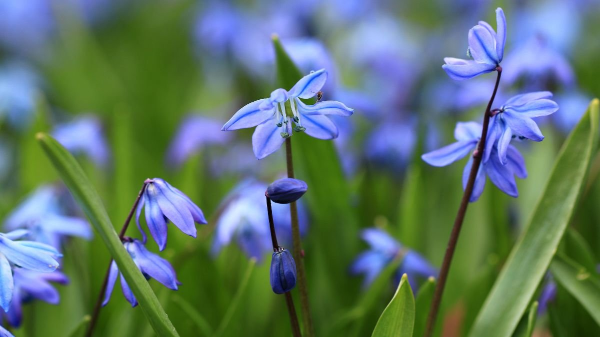 Siberian Squill (Scilla siberica)