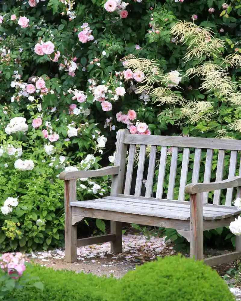 Simple Wooden Bench Framed By Climbing Roses