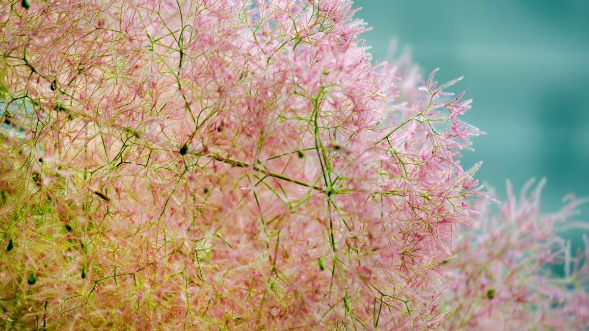 Smoke Bush