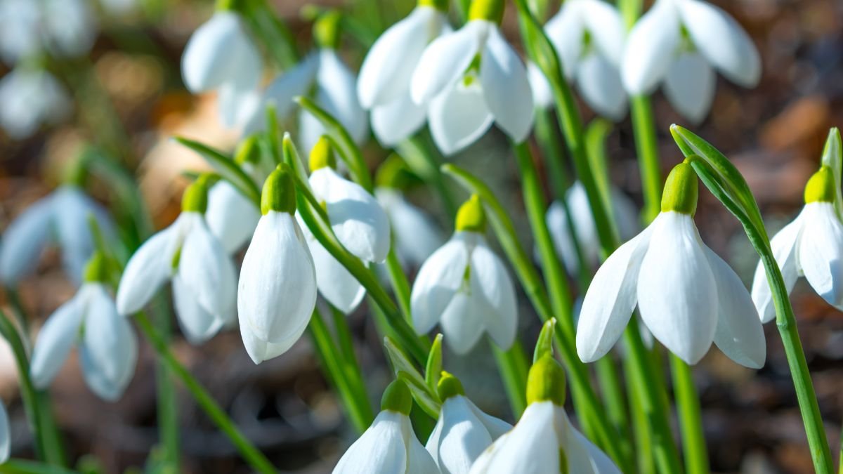 Snowdrops (Galanthus)