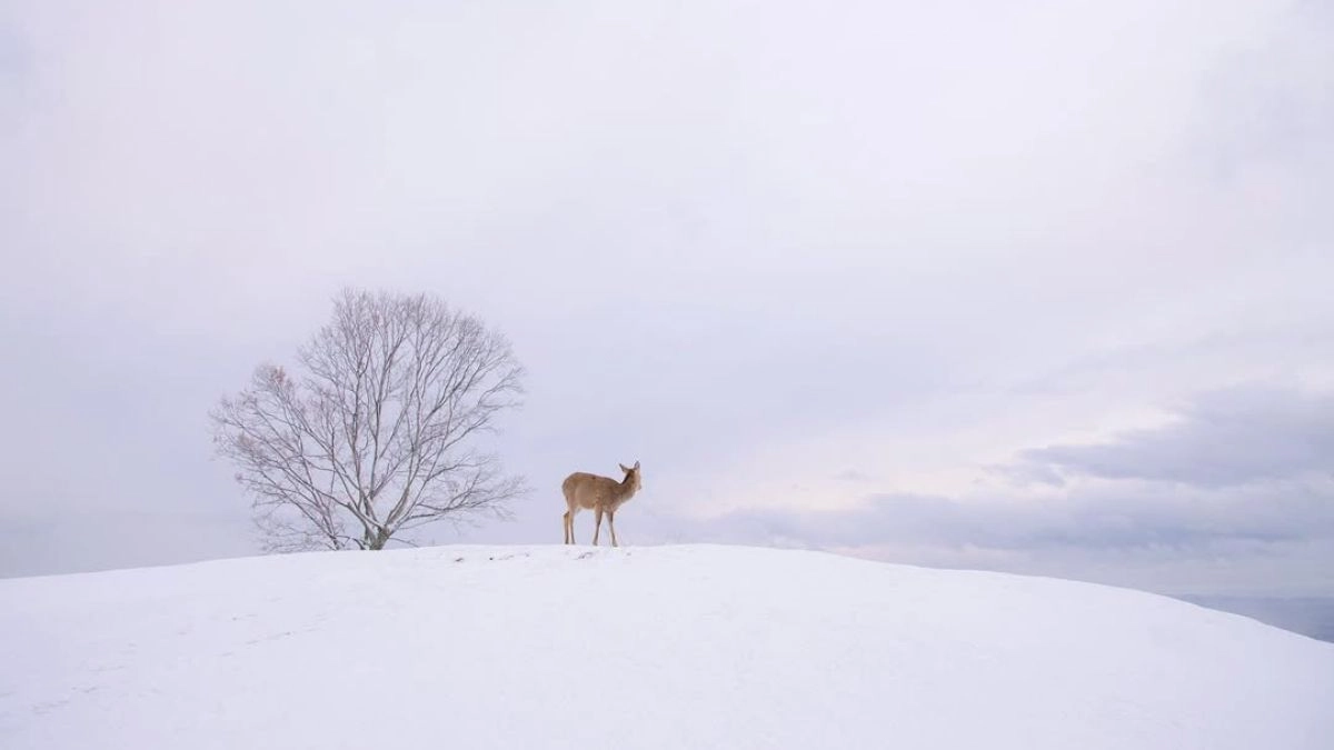 Snowshill