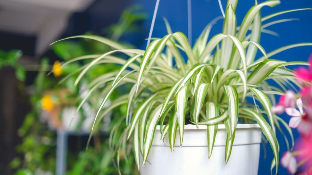 Spider Plant (Chlorophytum comosum)