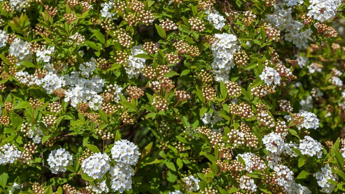 Spirea