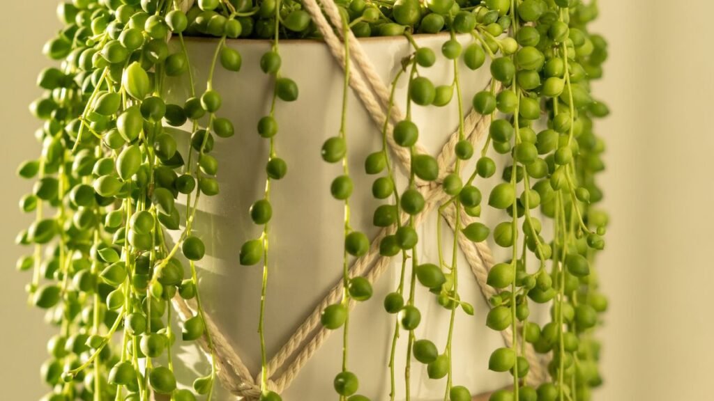 String of Pearls (Senecio rowleyanus)