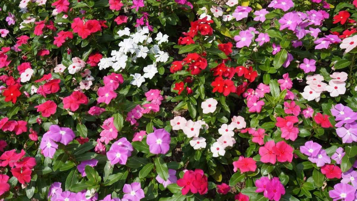 SunPatiens