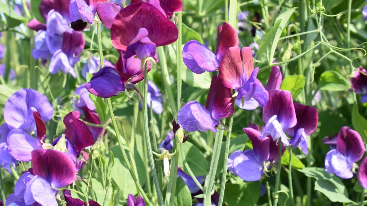 Sweet Pea (Lathyrus odoratus)