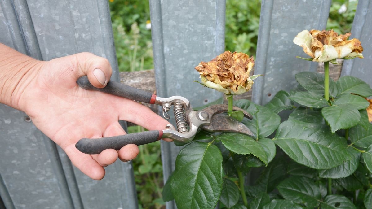 The Benefits of Early Spring Deadheading for Repeat-Blooming Roses