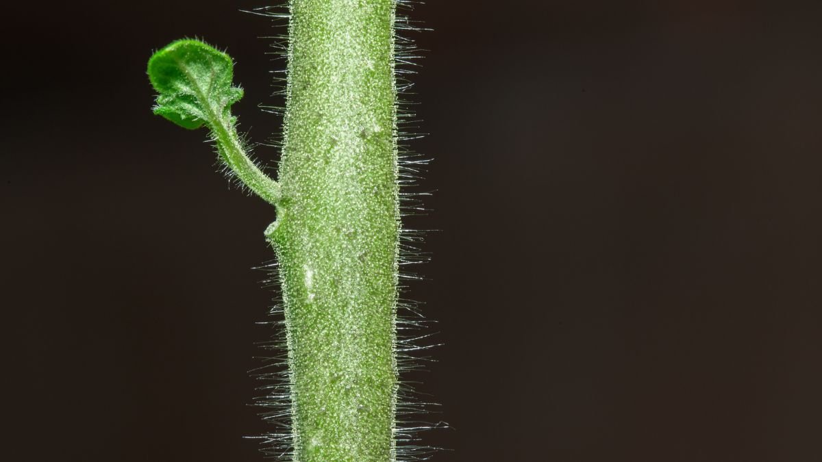 The Deep Planting Lie
