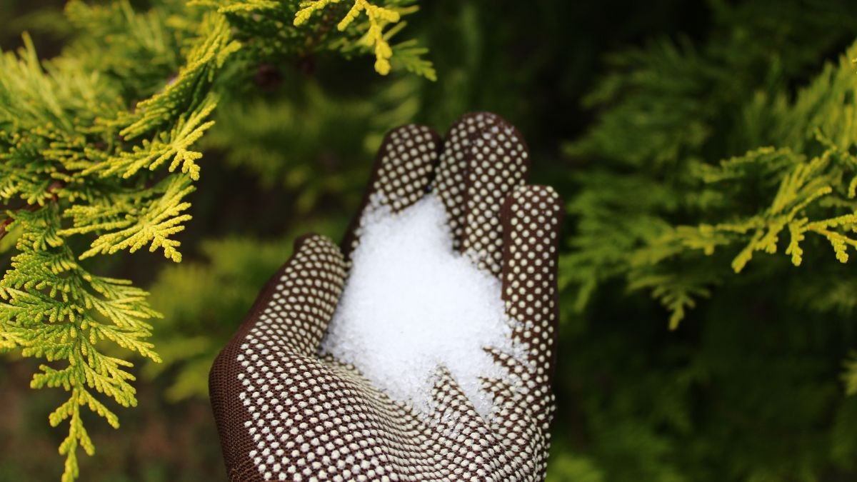 The Role of Epsom Salt in Early Spring Rose Care