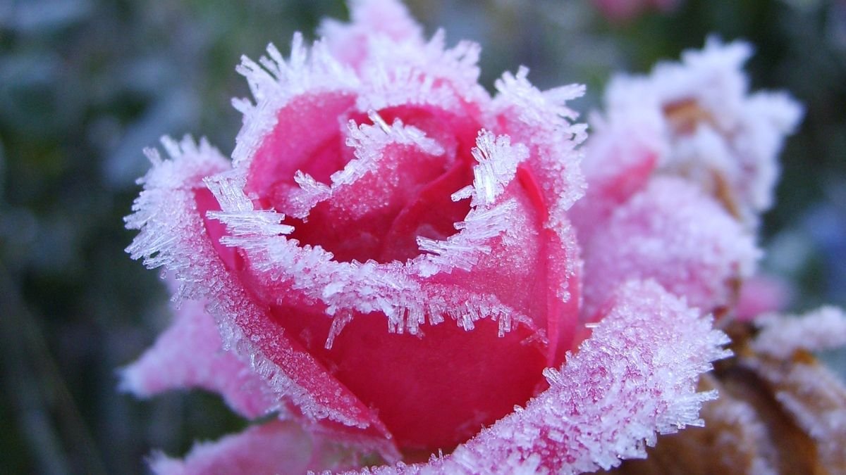 The Secret to Reviving Frost-Damaged Roses