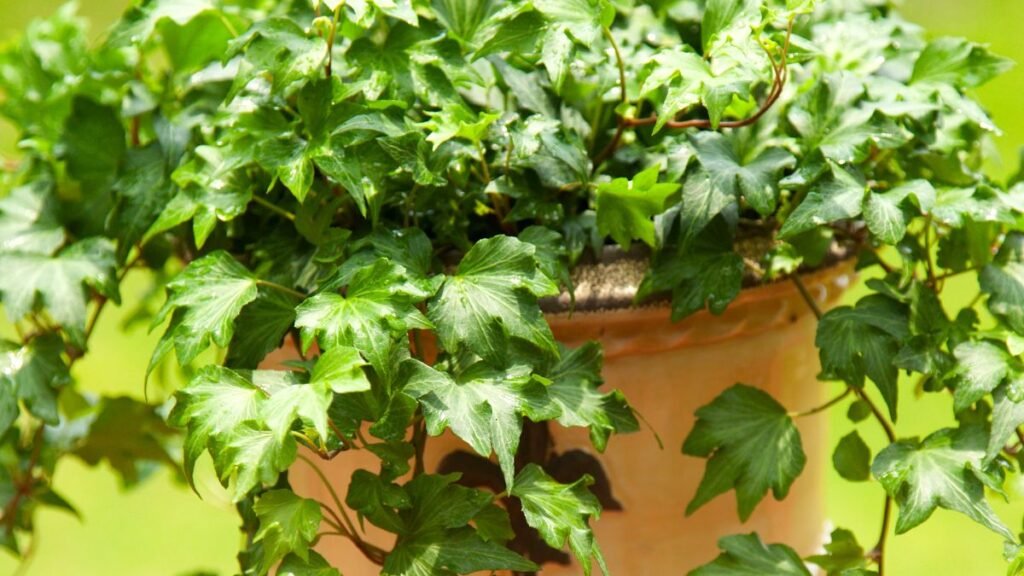 Trailing Plants for Vertical Interest