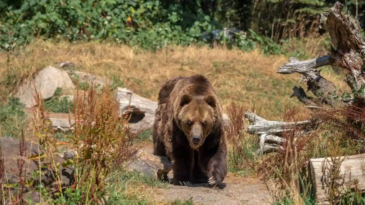Treat Bear Country Like Enemy Territory