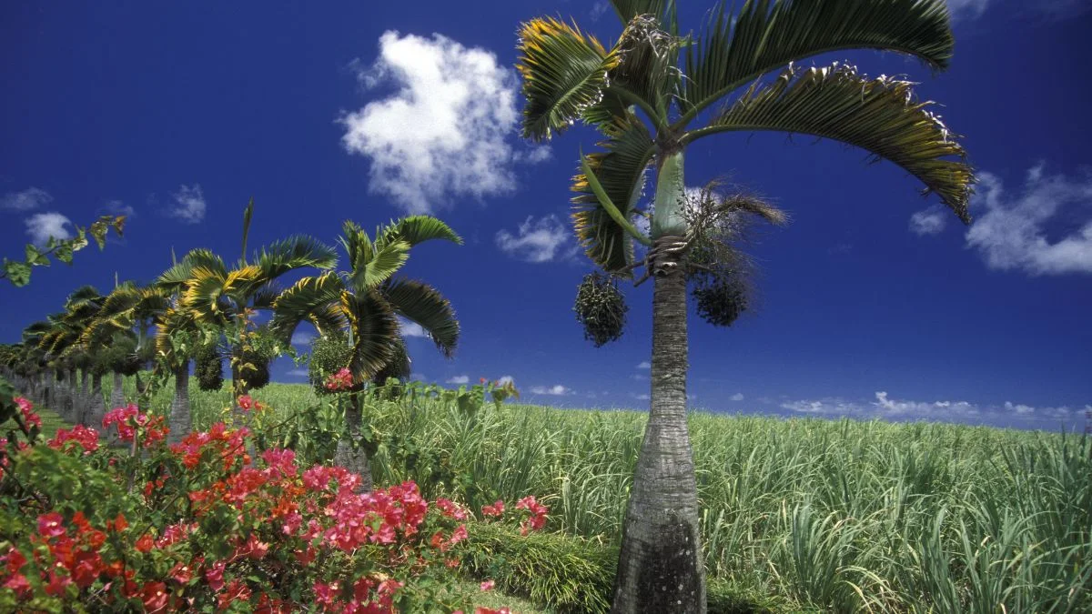Tropical Paradise US Destinations That Beat Caribbean Costs