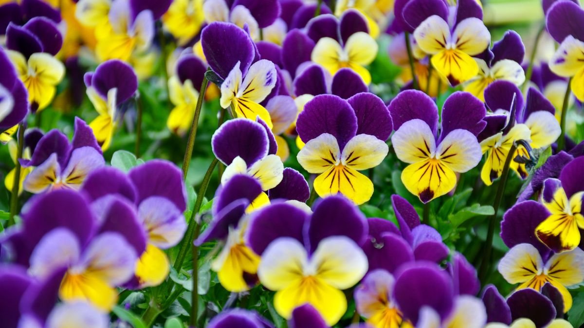 Viola (Johnny-Jump-Up)