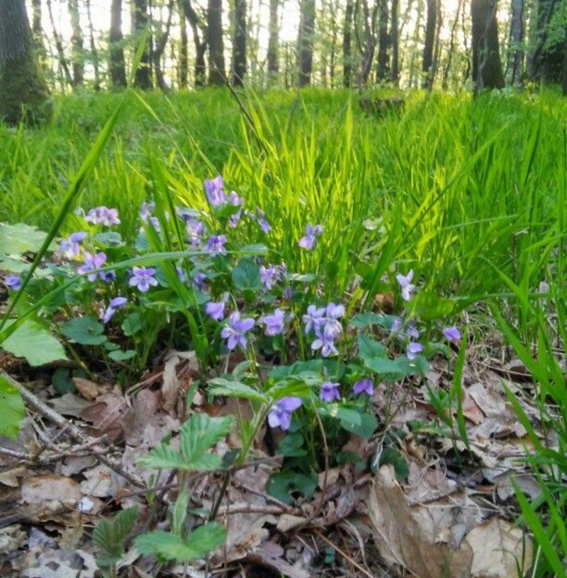 Violets (Viola sororia) Violets (Viola sororia)