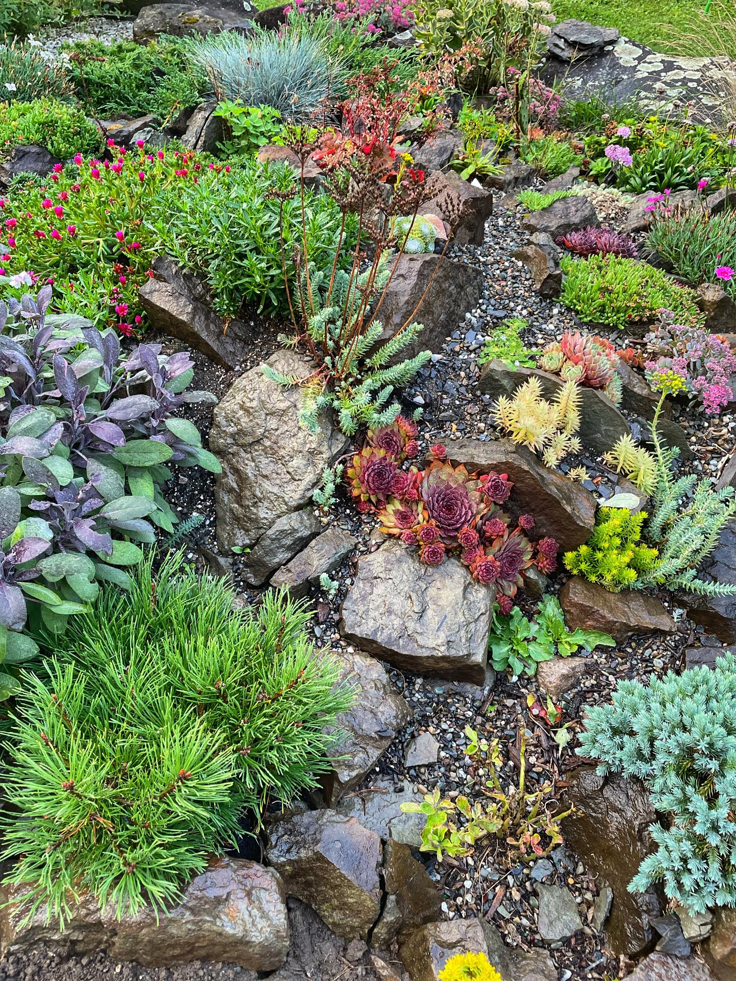 Wet Stone Alpine Garden