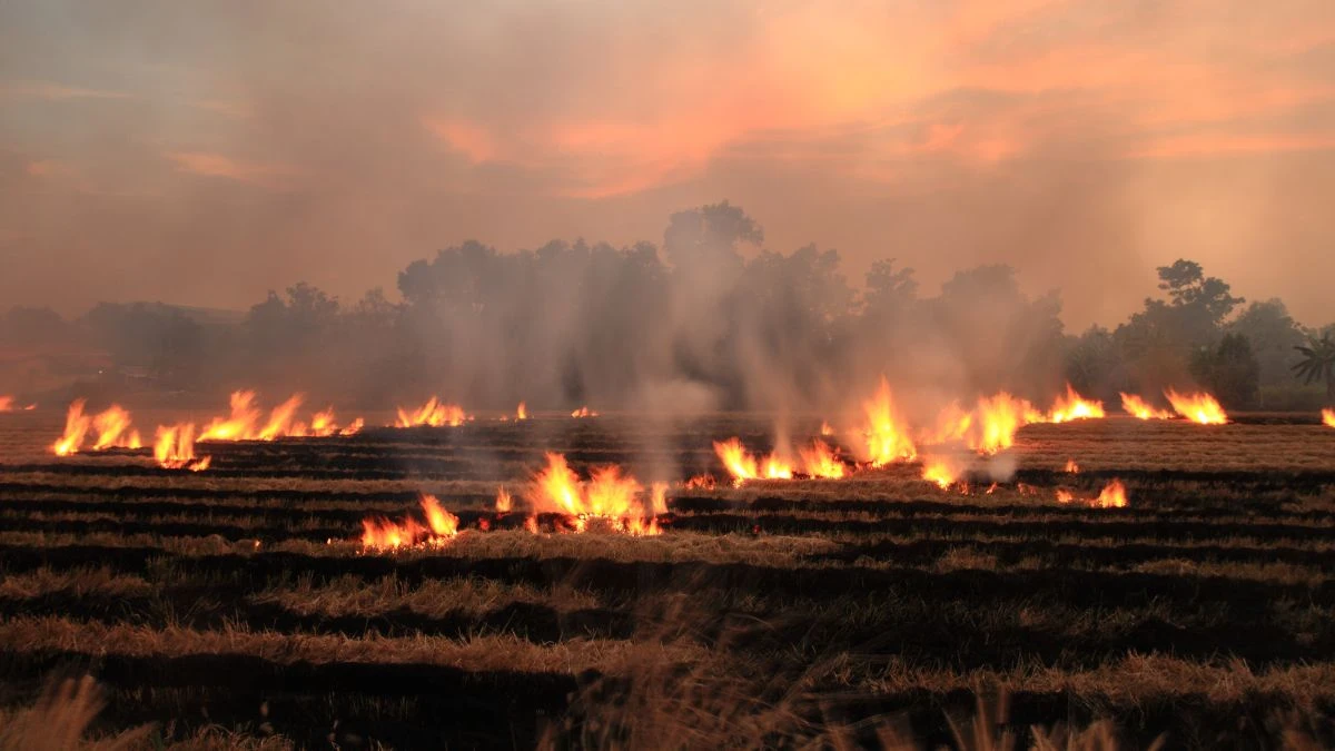 When Tourist Season Meets Agricultural Burning