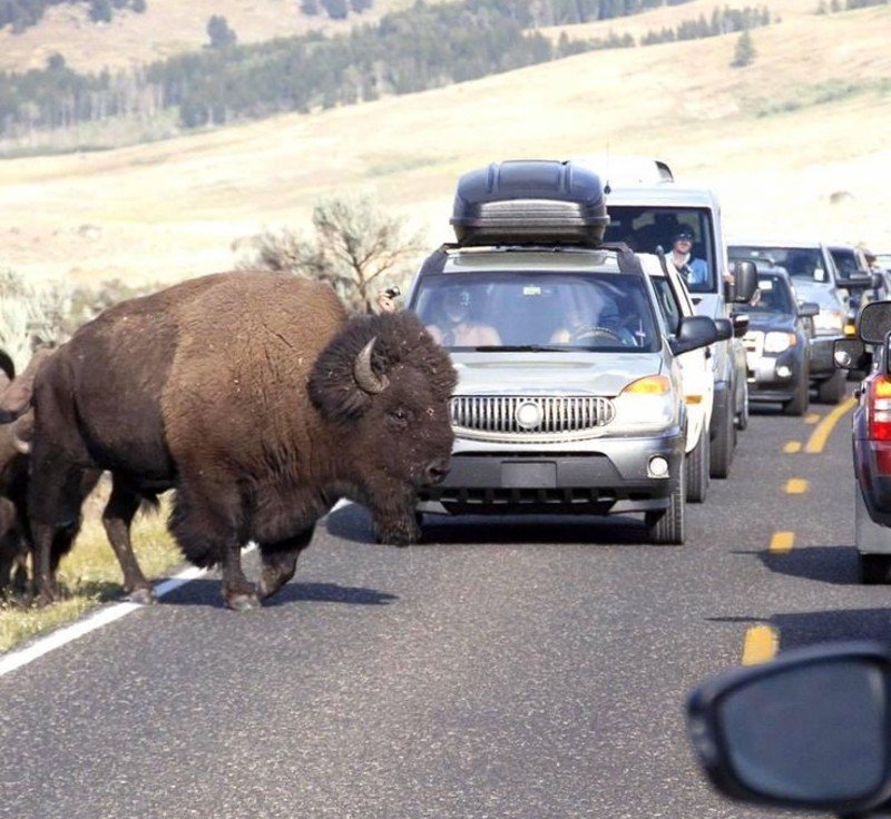 Why Bison Kill More People Than Bears Why Bison Kill More People Than Bears
