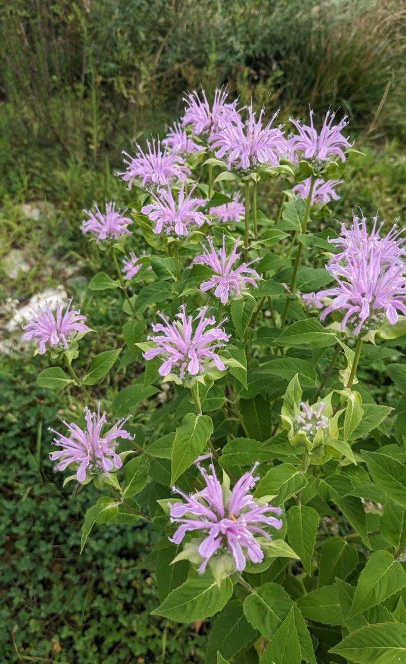Wild Bergamot (Monarda fistulosa) Wild Bergamot (Monarda fistulosa)