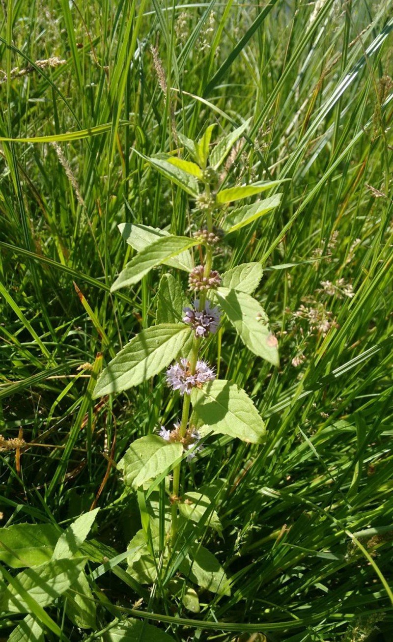 Wild Mint (Mentha arvensis) Wild Mint (Mentha arvensis)