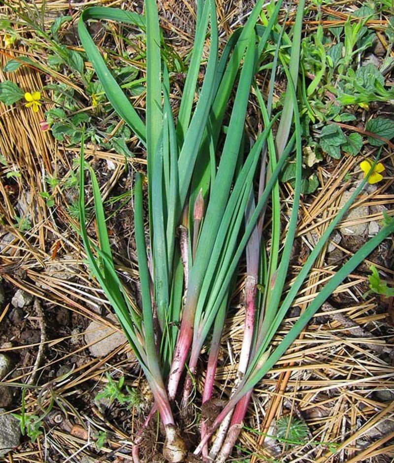 Wild Onion (Allium canadense) Wild Onion (Allium canadense)