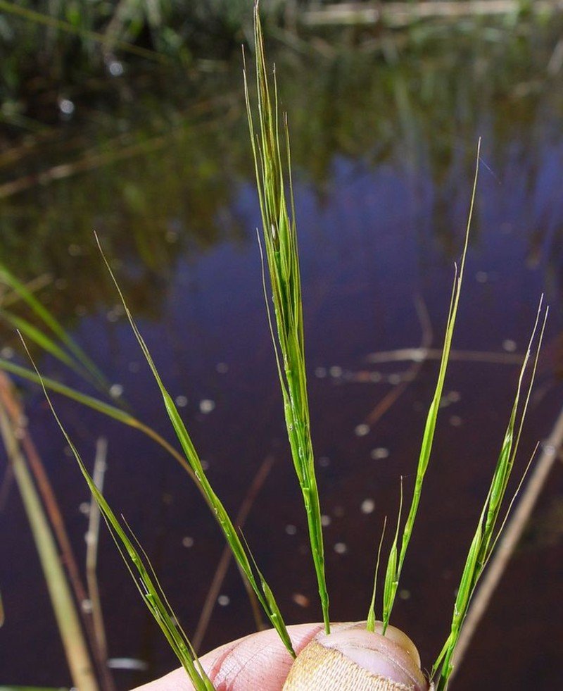 Wild Rice (Zizania aquatica) Wild Rice (Zizania aquatica)