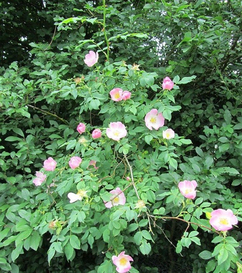 Wild Rose (Rosa woodsii) Wild Rose (Rosa woodsii)
