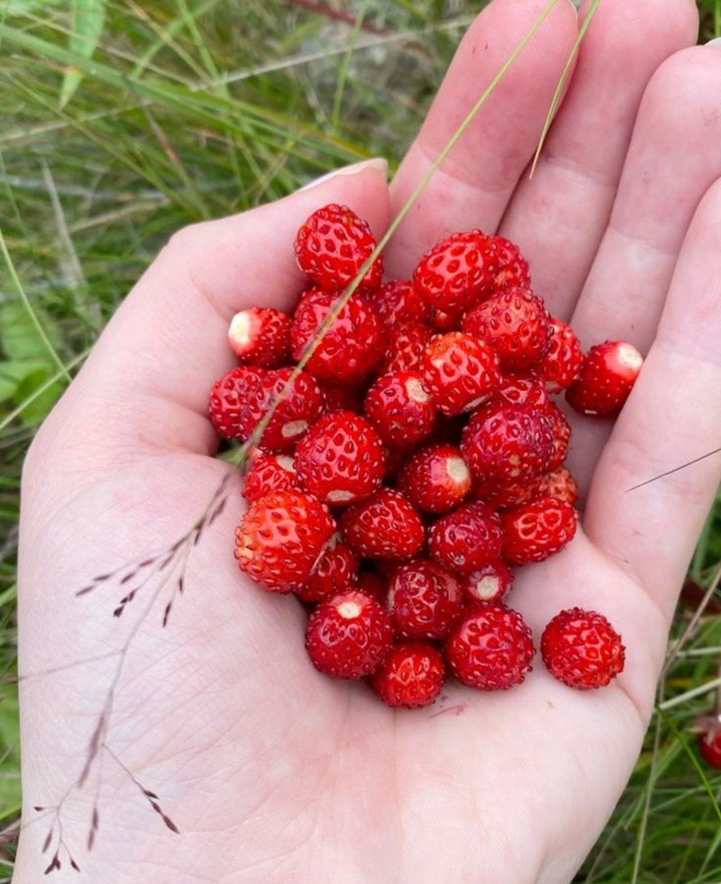 Wild Strawberry (Fragaria virginiana) Wild Strawberry (Fragaria virginiana)