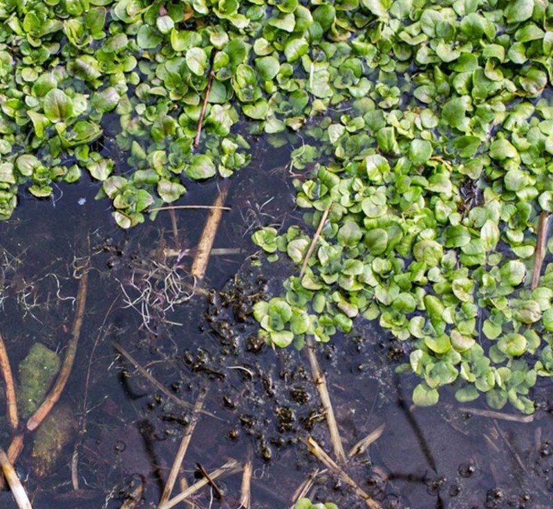 Wild Watercress (Nasturtium officinale) Wild Watercress (Nasturtium officinale)