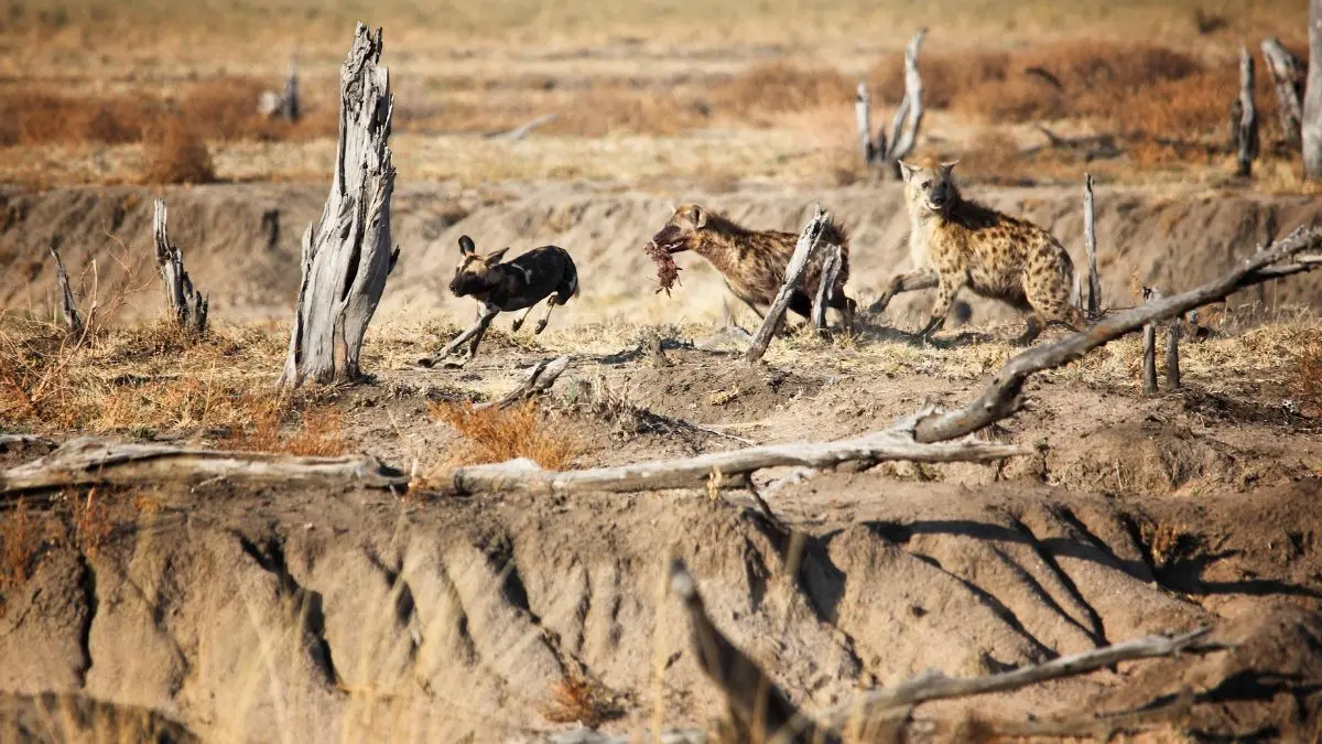 Wildlife Encounters Turn Dangerous During Drought