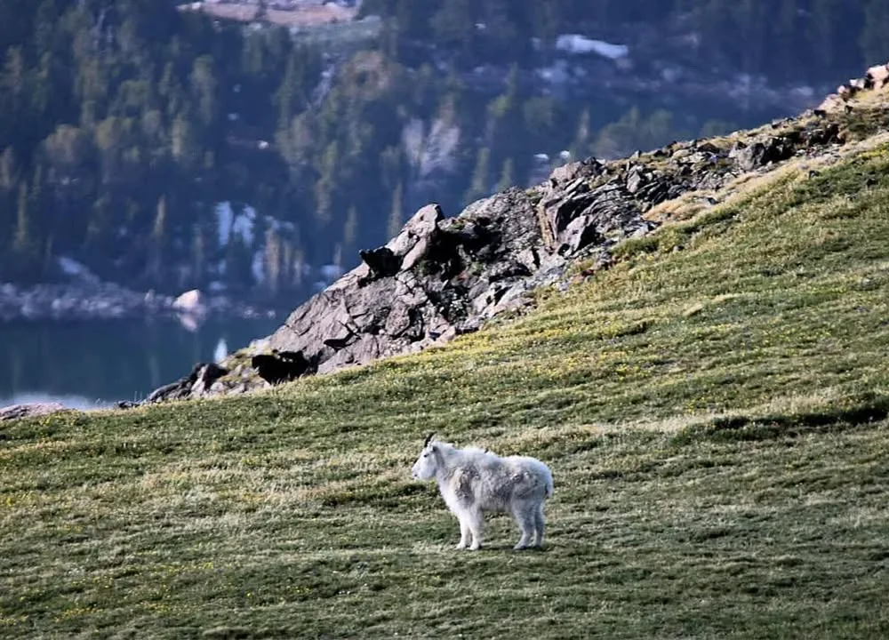 Wildlife Encounters Unexpected Road Companions