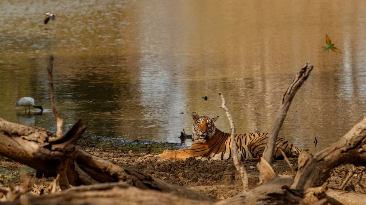 Wildlife Viewing Opportunities Rival Any Nature Reserve