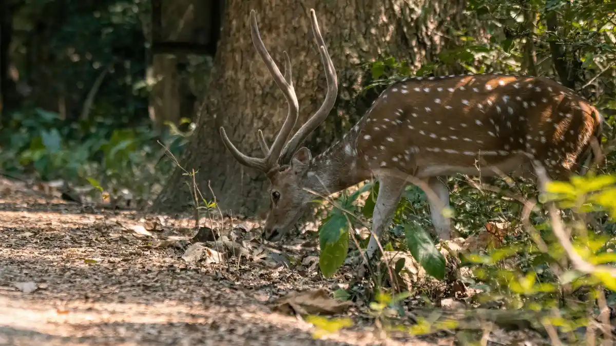 Wildlife and Natural Features You'll Encounter