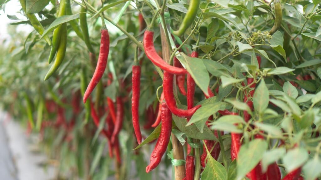 Windowsill Chili Pepper (Capsicum annuum)