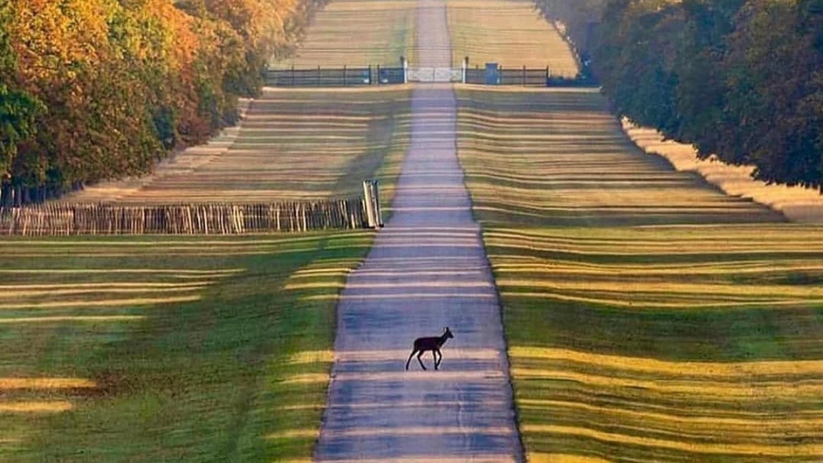 Windsor