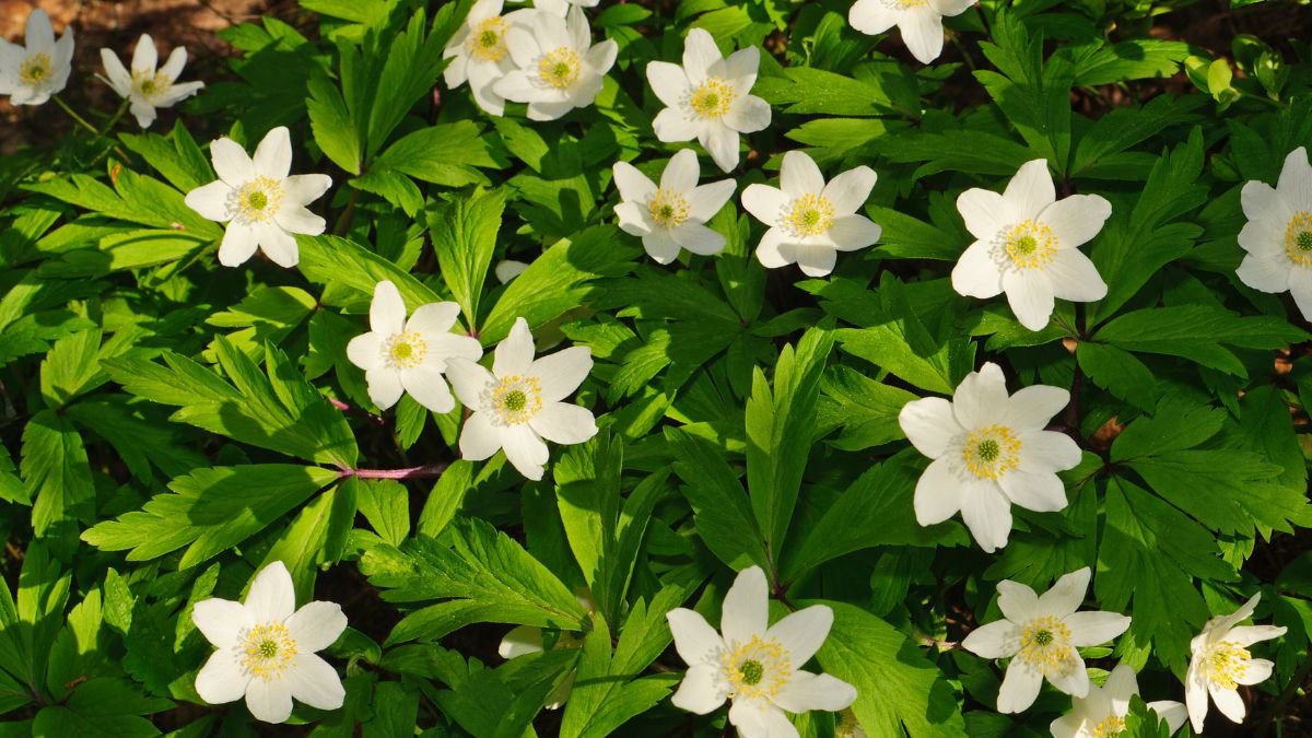 Wood Anemone (Anemone nemorosa)