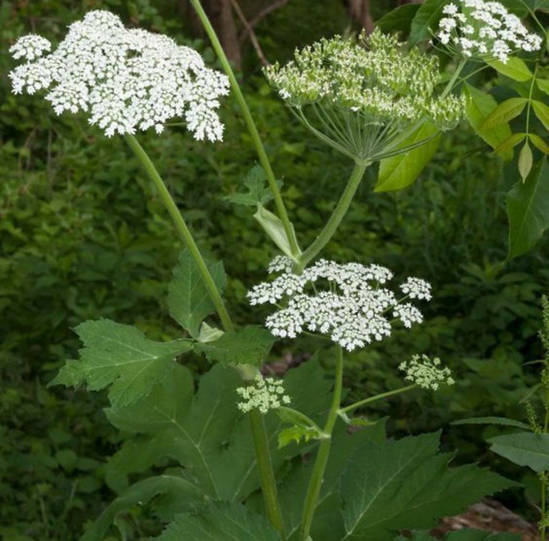 Yarrow (Achillea millefolium) Yarrow (Achillea millefolium)