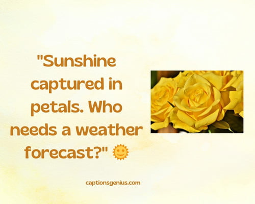 Funny And Witty Yellow Flower Instagram Captions - Sunshine captured in petals. Who needs a weather forecast?" 