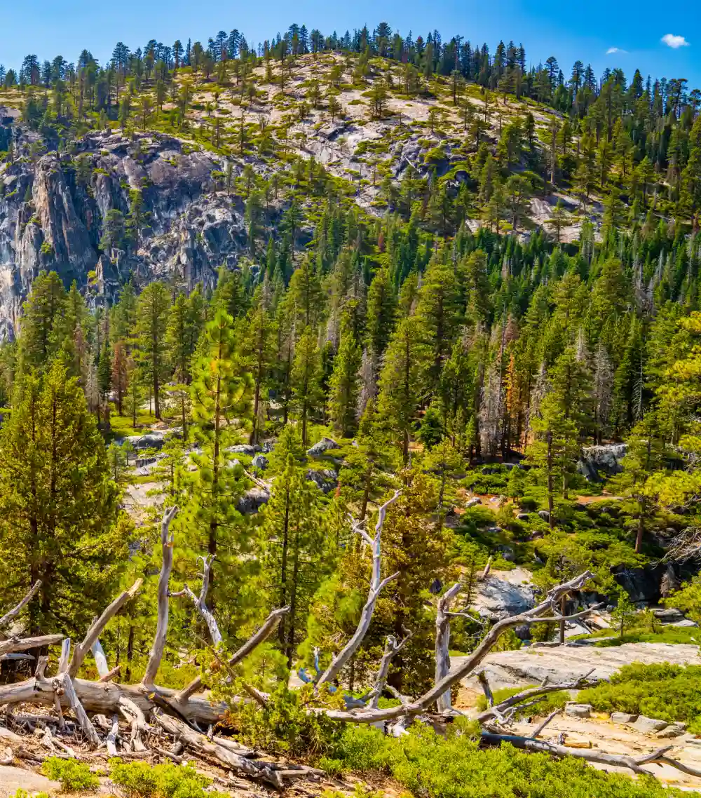 Yosemite - Sierra and Stanislaus National Forests