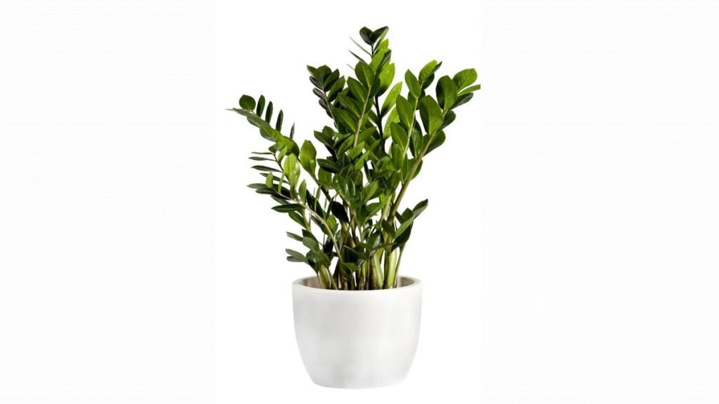 Zanzibar Gem (Zamioculcas zamiifolia)