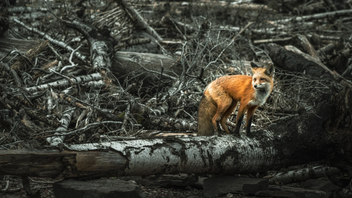 fox
